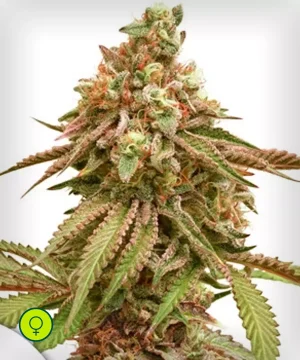 Tropical Tangie