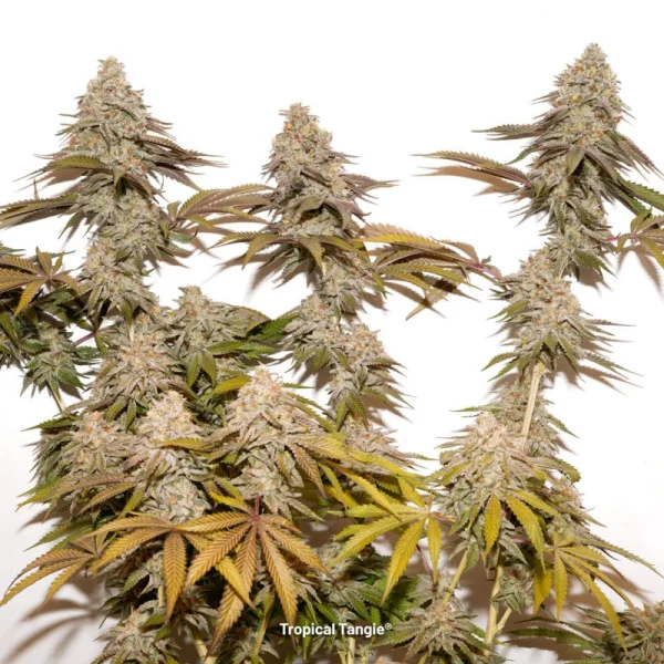 Tropical Tangie - Imagem 2