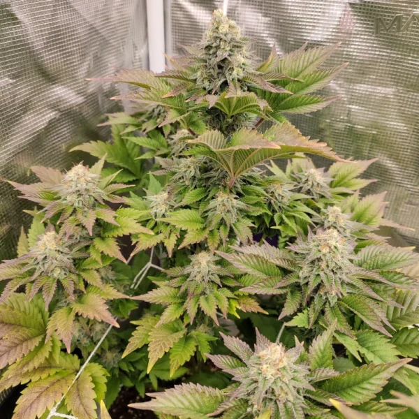 Tropical Tangie - Imagem 3