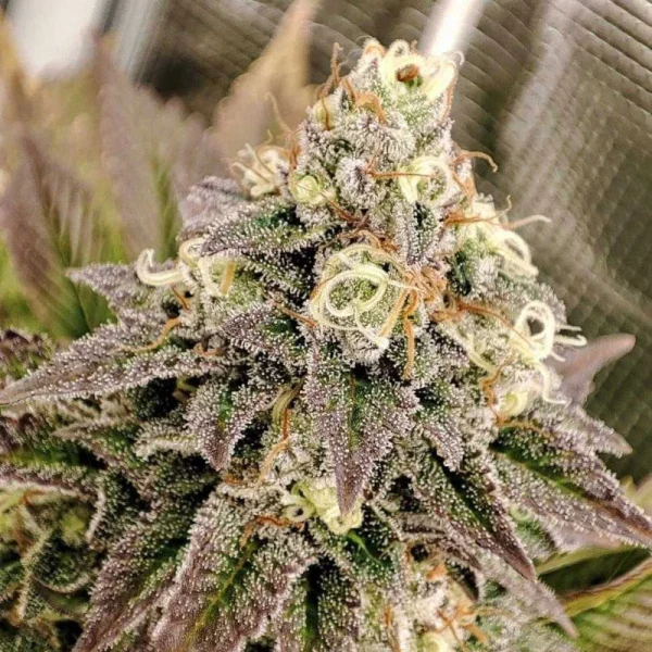 Tropical Tangie - Imagem 5