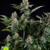 White Widow