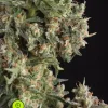 Ak 74 Auto