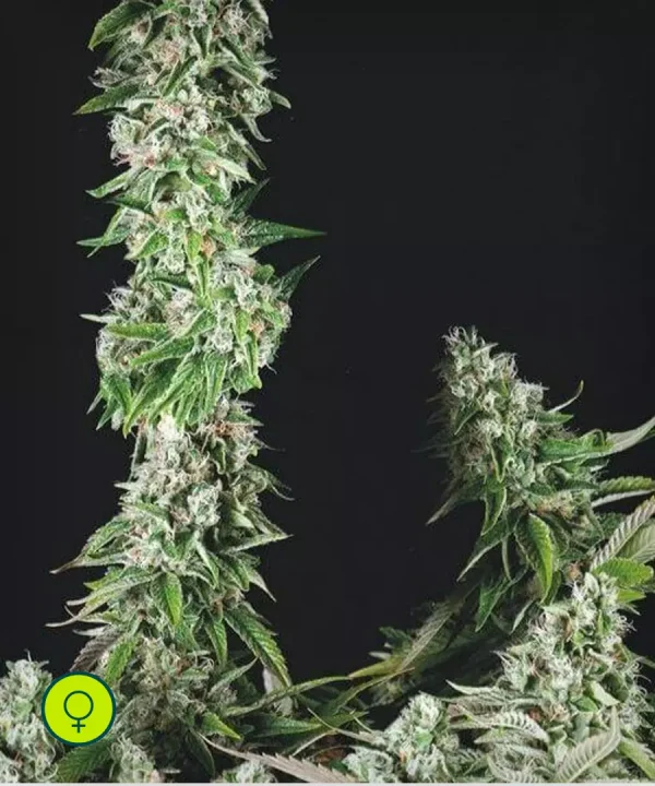 OG Double Kush