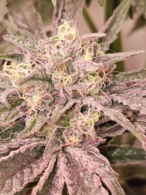 Pink Sherb - Imagem 7