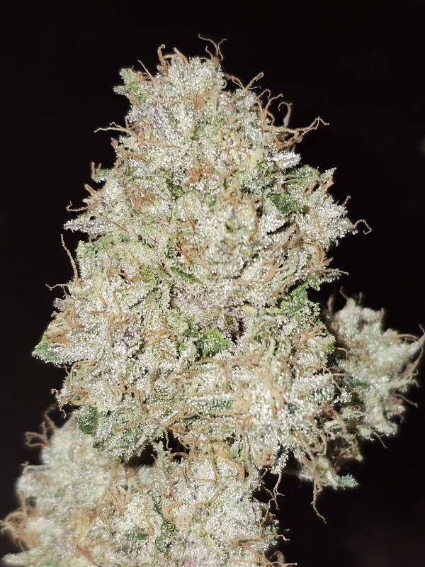 Pink Fritter - Imagem 3
