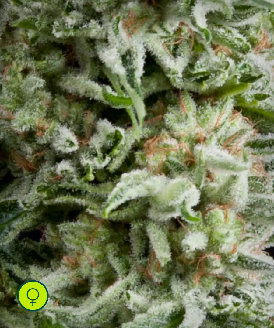 Amnesia Gold