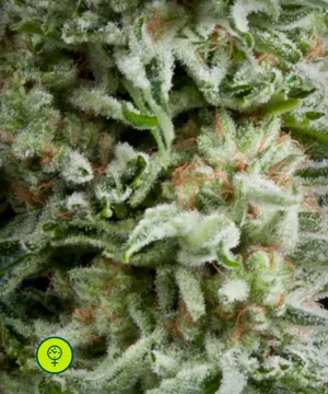 Auto Amnesia Gold