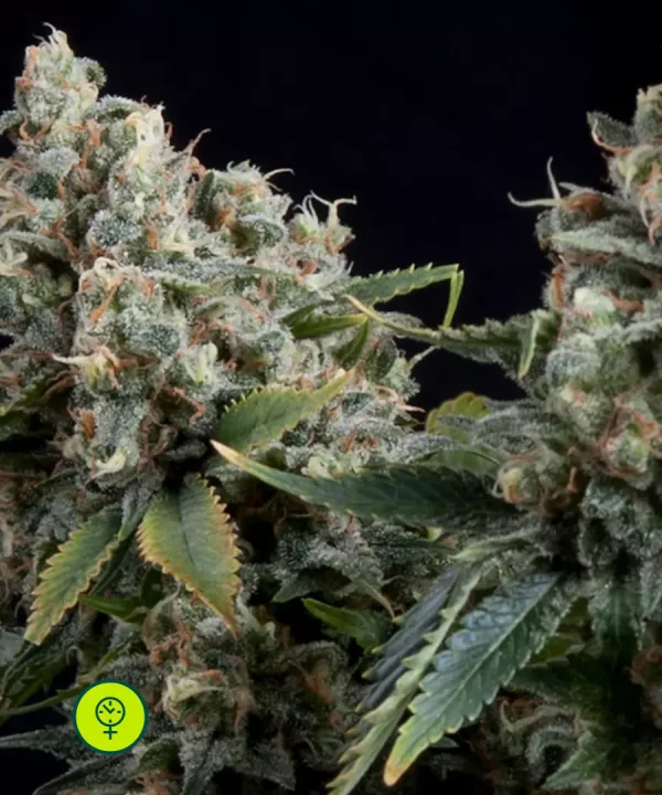 Auto Tutankhamon