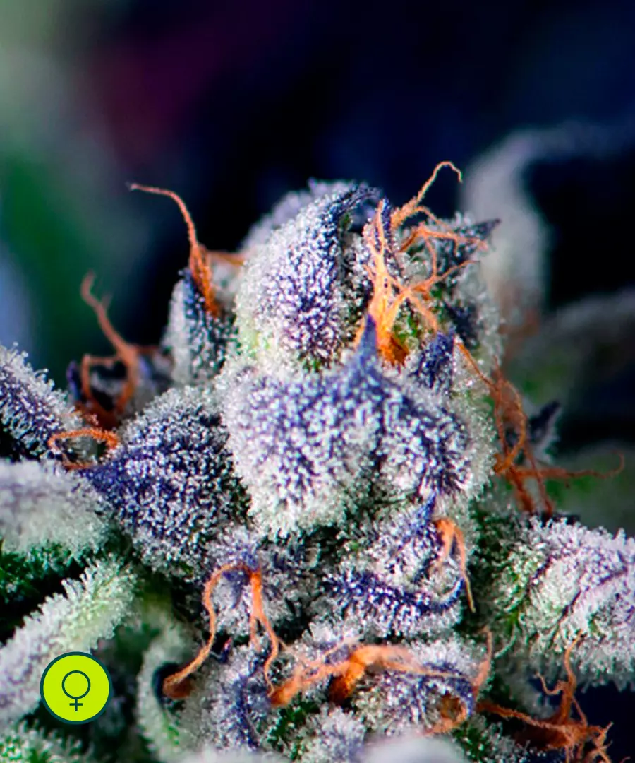 Cookies USA