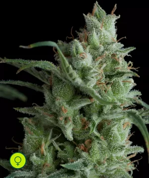 Kryptonite