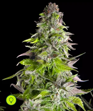 Romulan