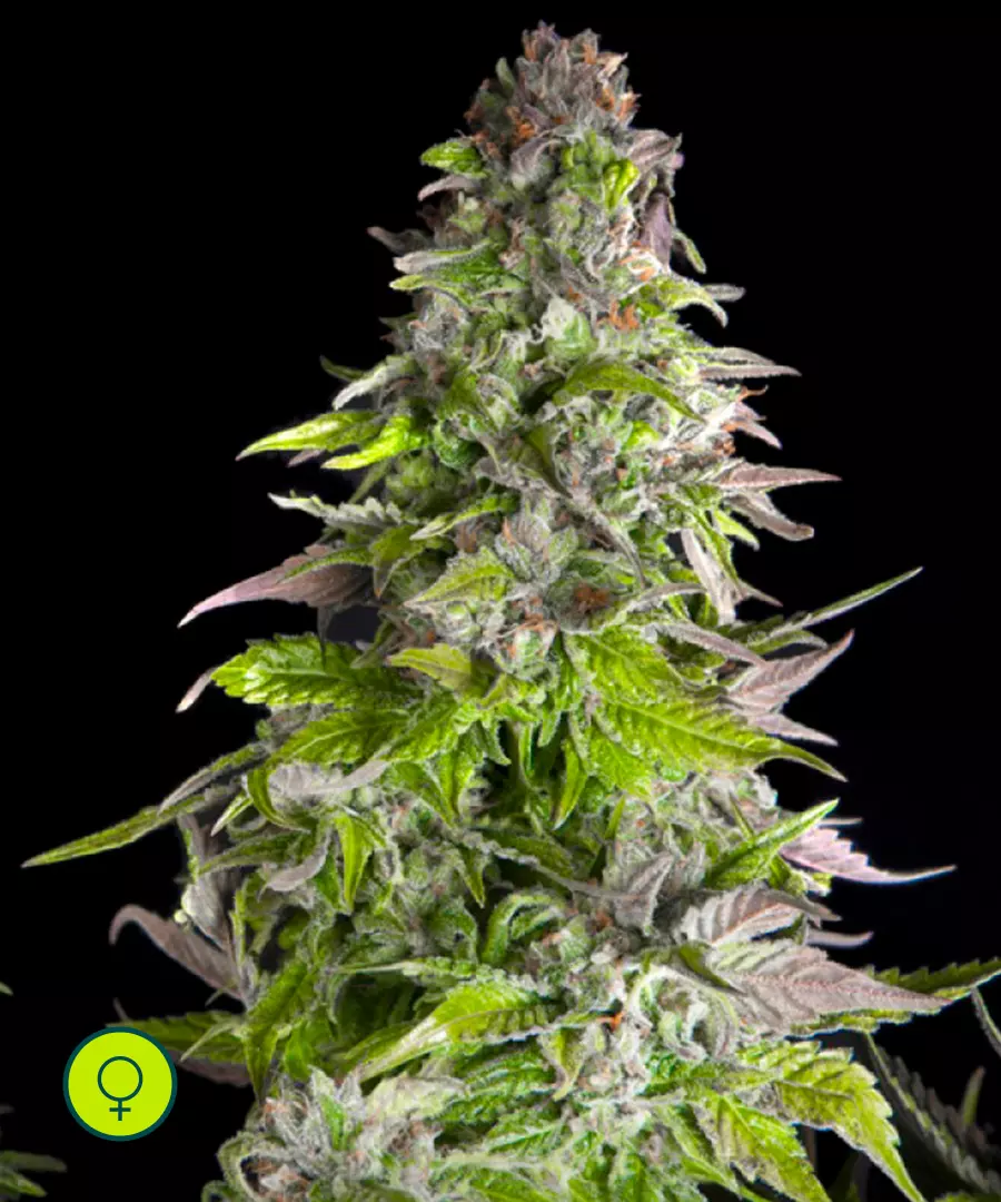 Romulan