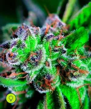 Watermelon Zkittlez