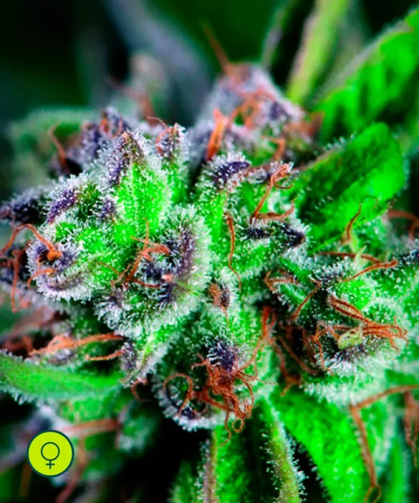 Watermelon Zkittlez