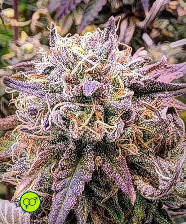 Cherrilicious