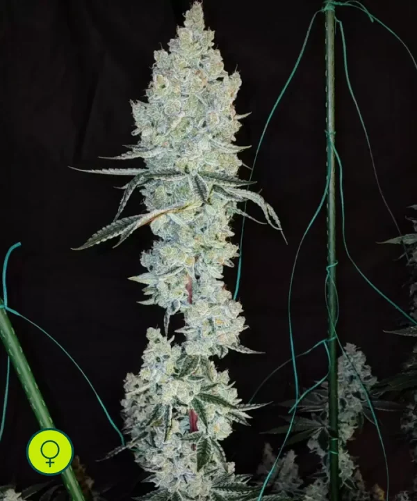 Lemon Cherry Pie R1