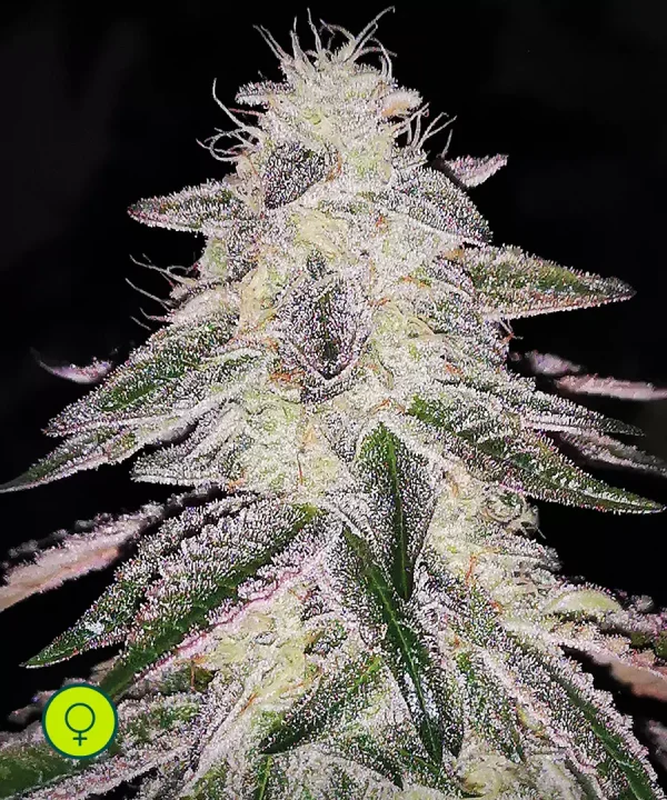 Medical Runntz