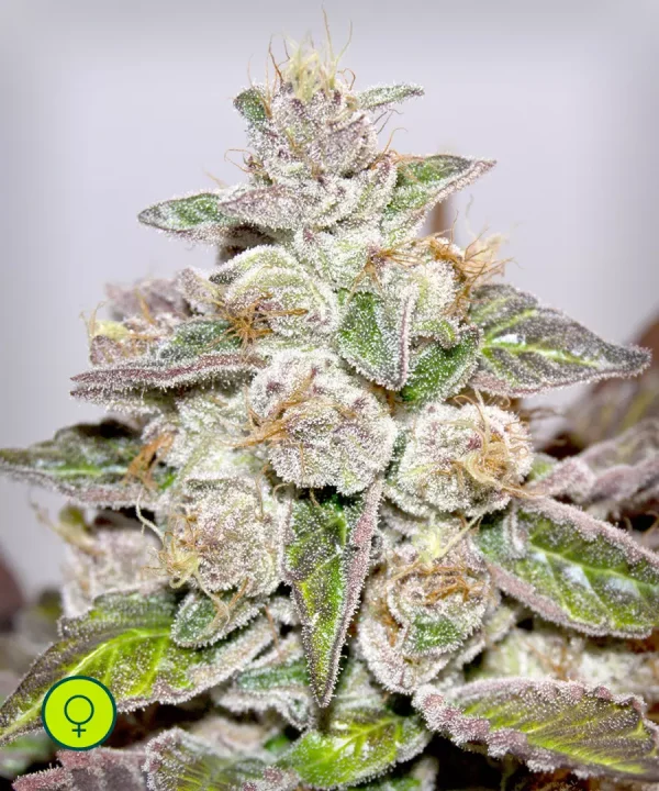 Mendoccino Purple Kush