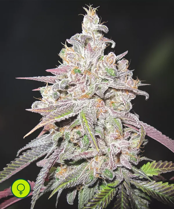 Mendocino Chanel Kush
