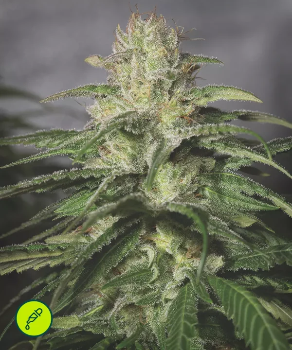 O.G Kush CBD