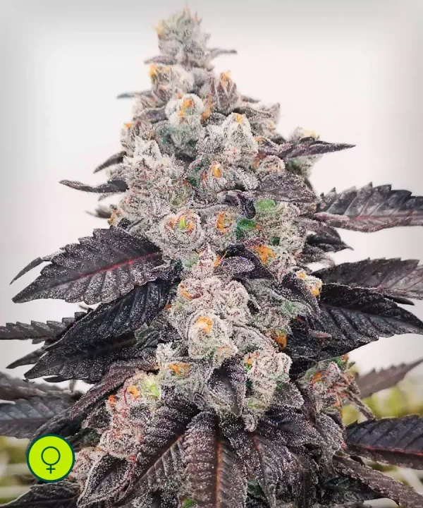 Pink Sherbert