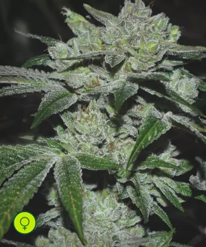Sour Glue
