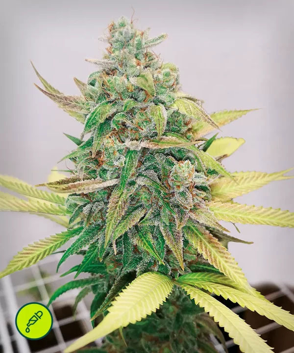 Strawberry Cake CBD
