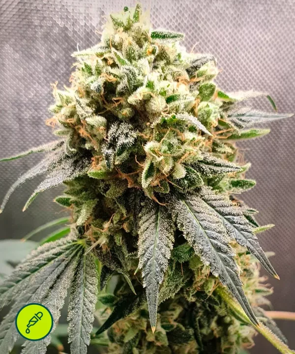 Superfruit CBD