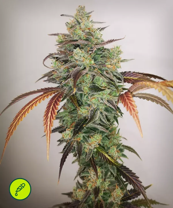 Y Griega CBD 2.0