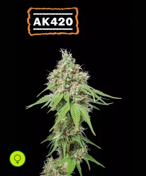 AK420