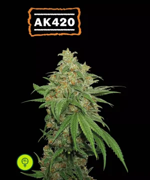 Ak420 Auto