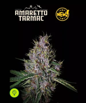 Amaretto Tarmac Auto