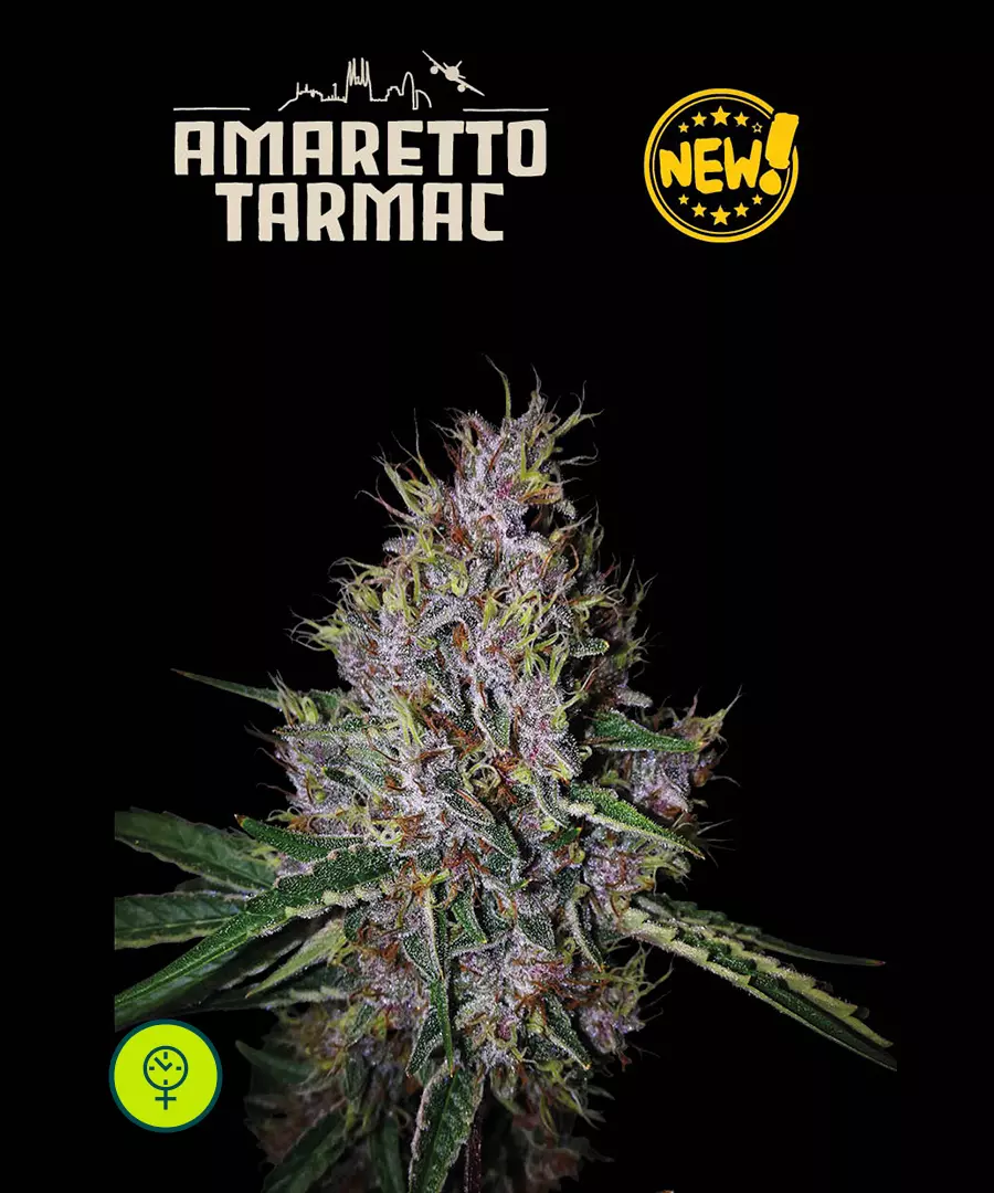 Amaretto Tarmac Auto