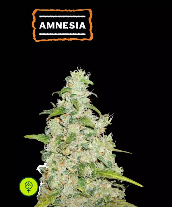 Amnesia Auto