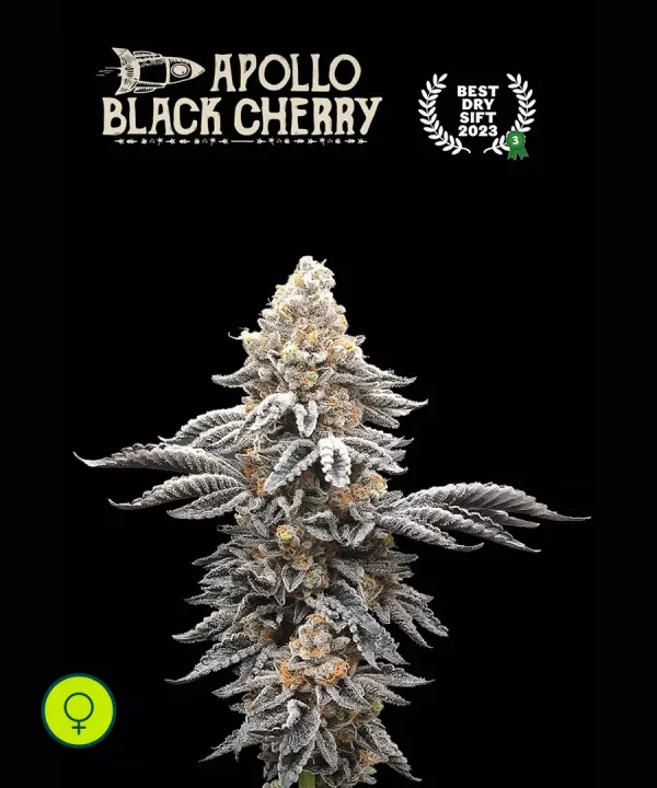 Apollo Black Cherry