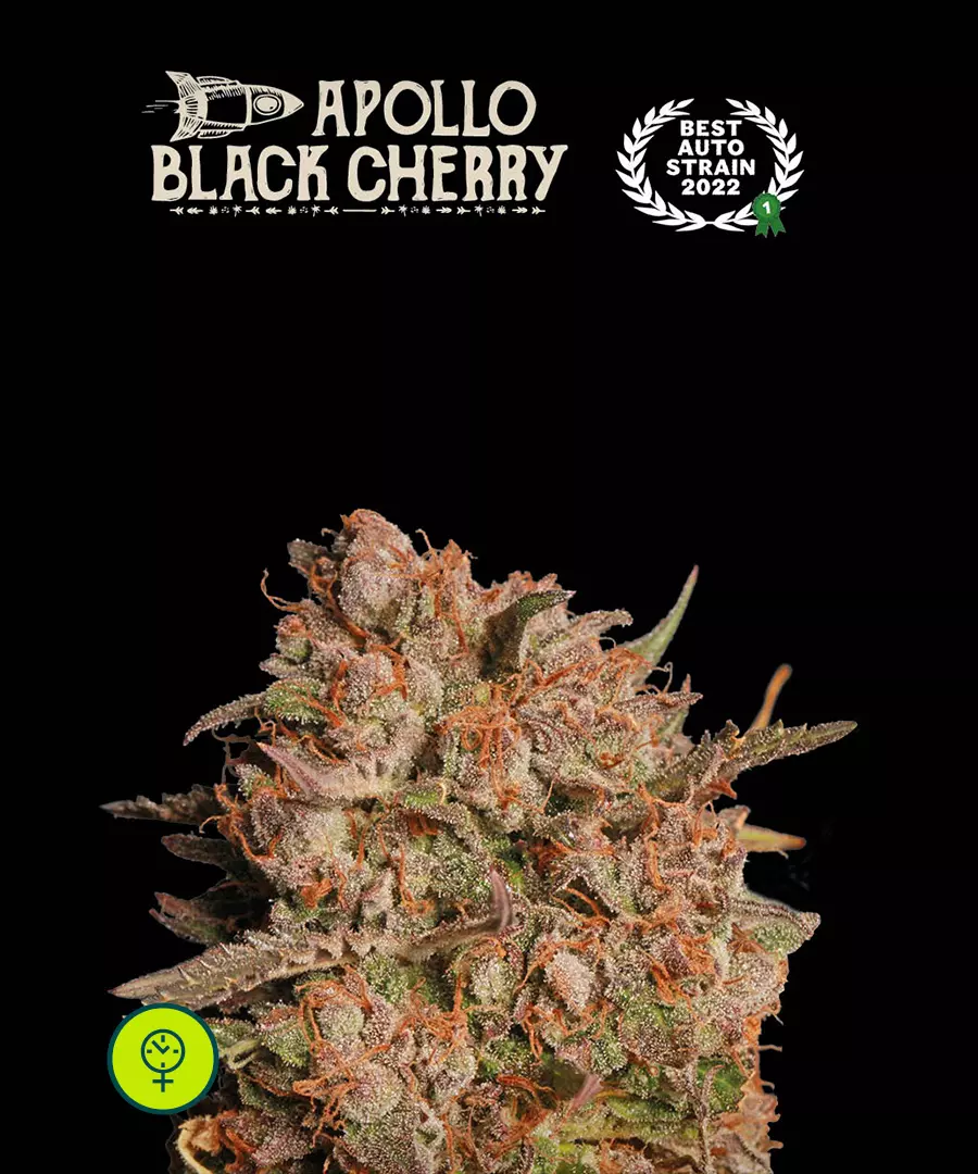 Apollo Black Cherry Auto