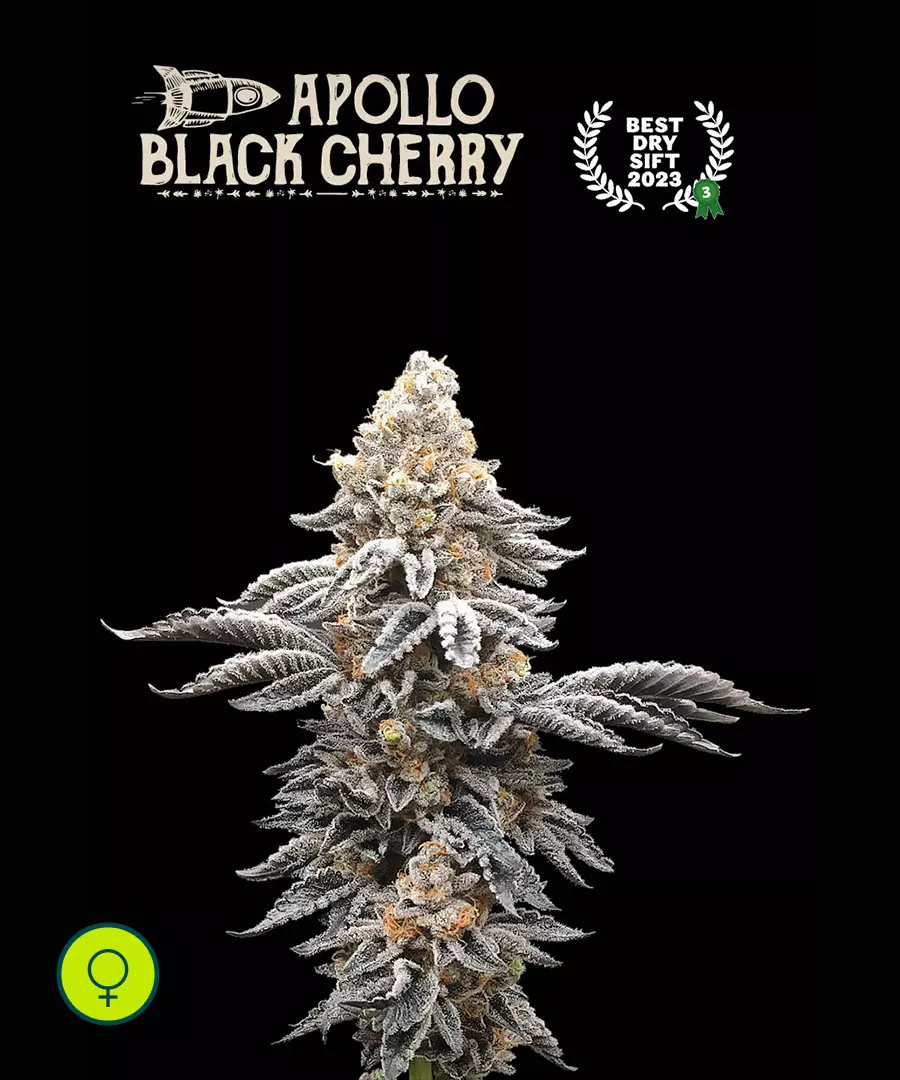 Apollo Black Cherry