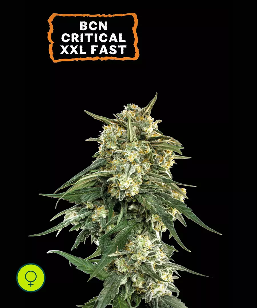 Bcn Critical XXL Fast