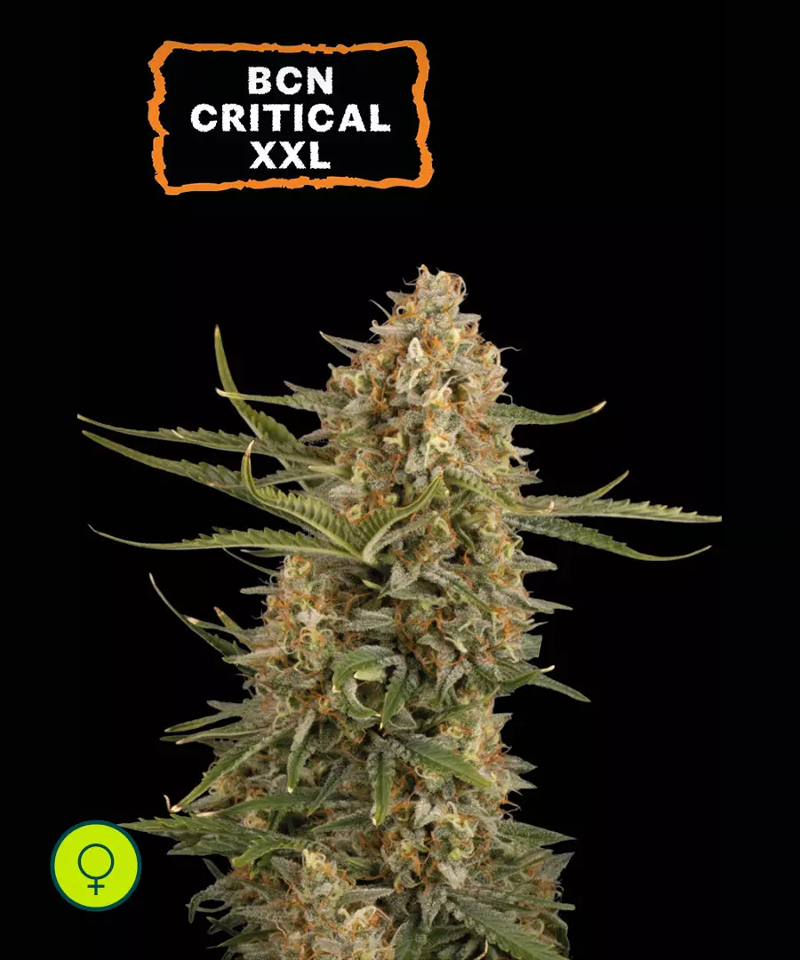 Bcn Critical XXL