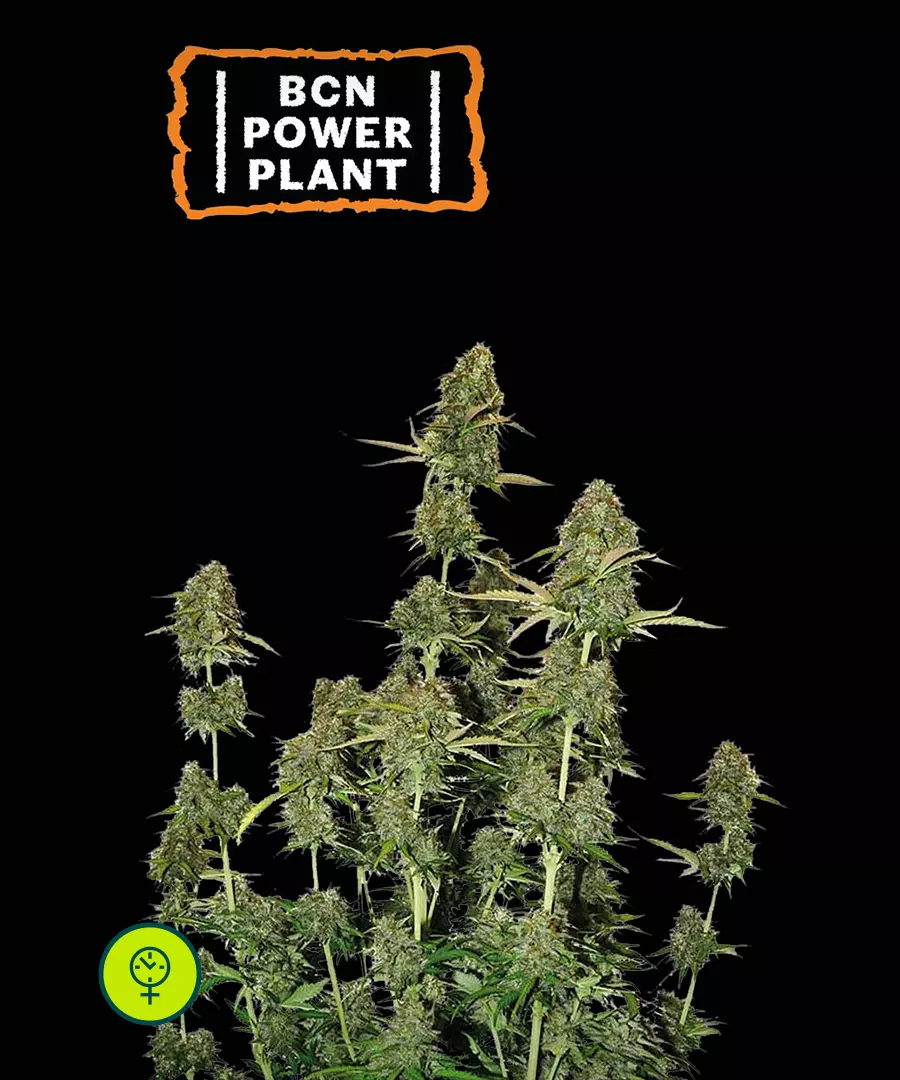 Bcn Power Plant Auto