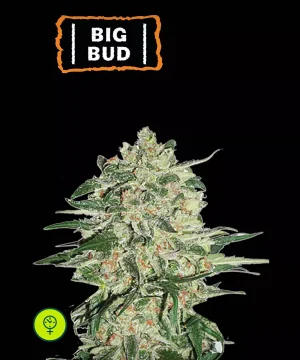 Big Bud Auto