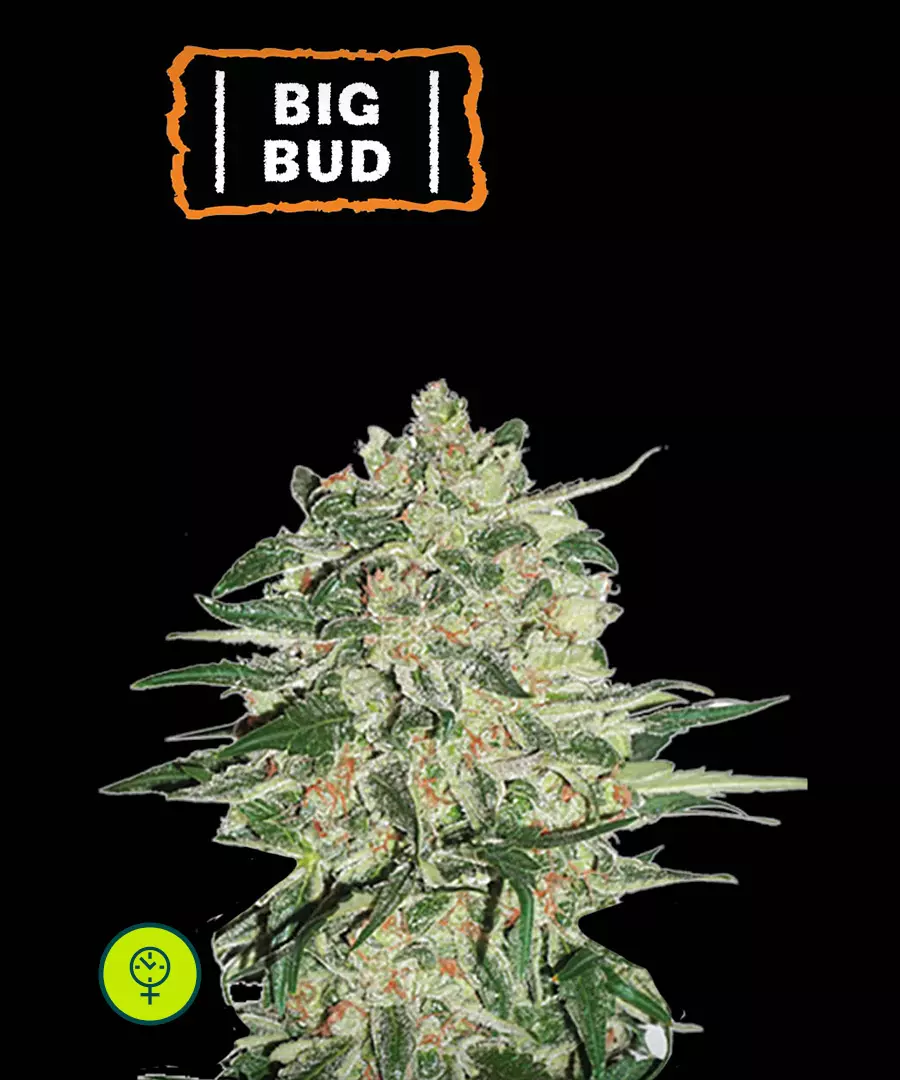 Big Bud Auto