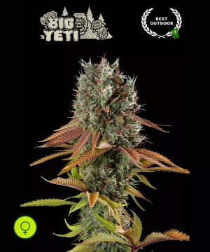 Big Yeti