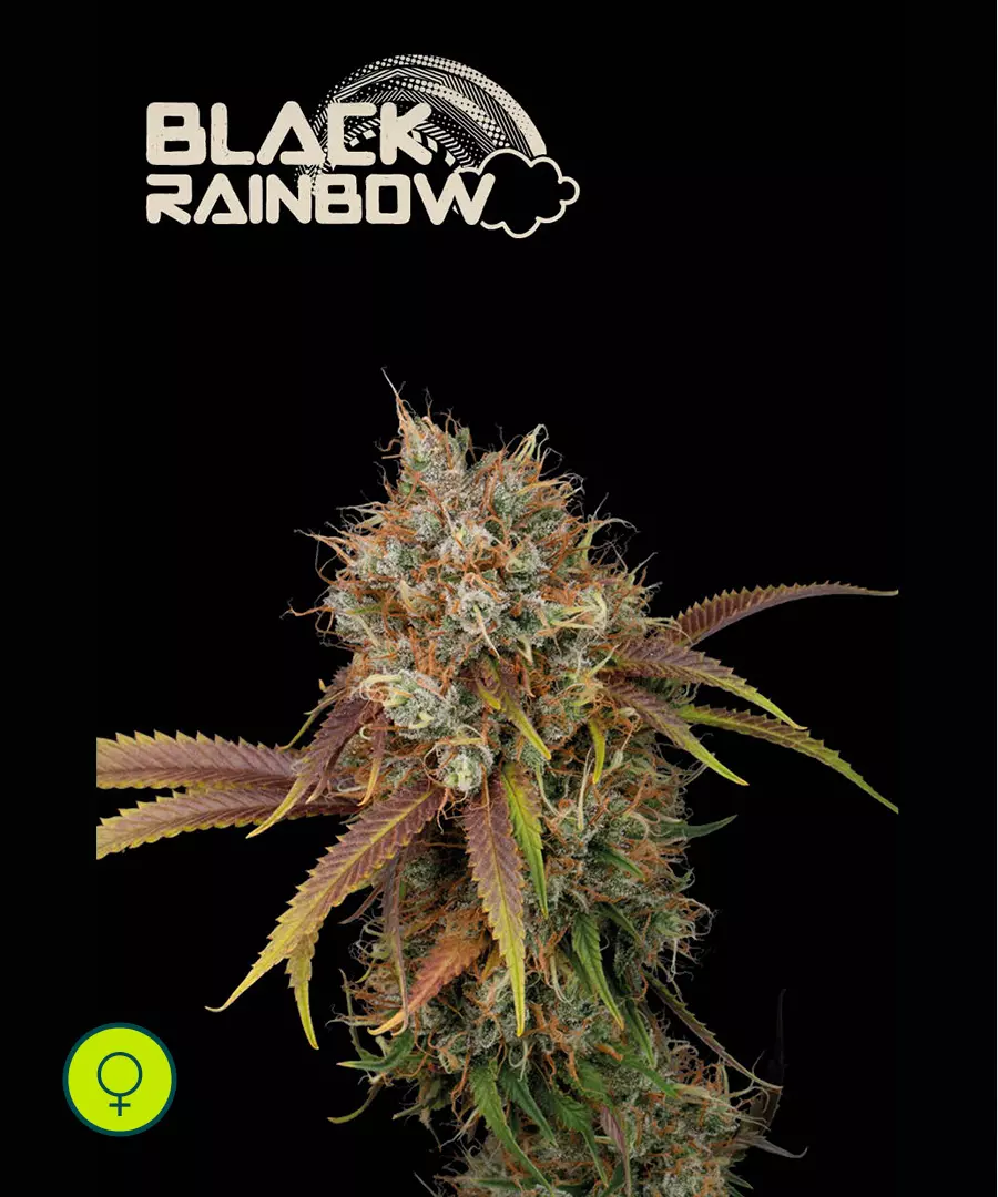 Black Rainbow