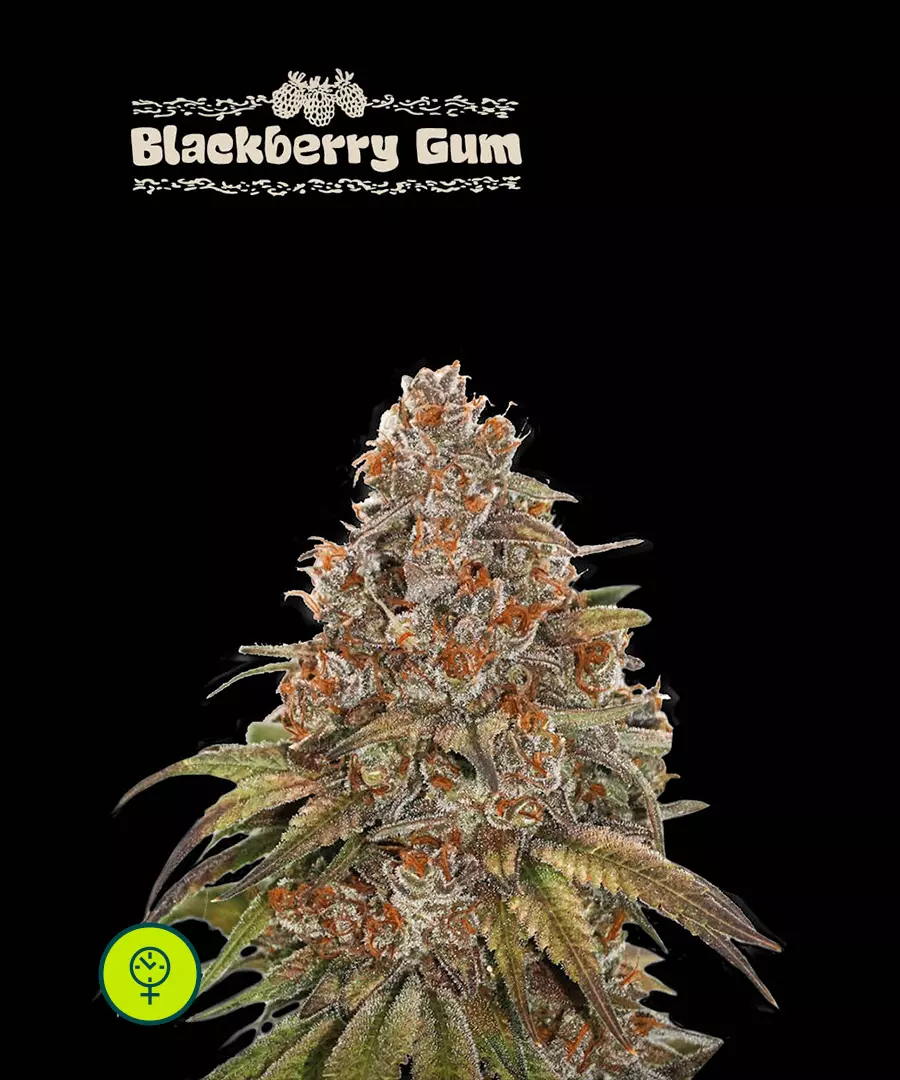 Blackberry Gum Auto