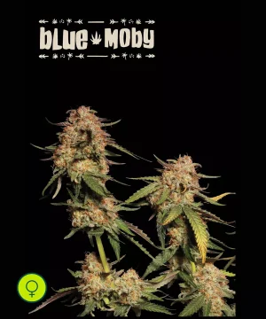 Blue Moby