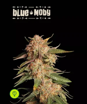 Blue Moby Auto