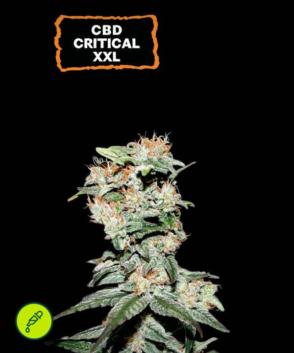 CBD Critical XXL