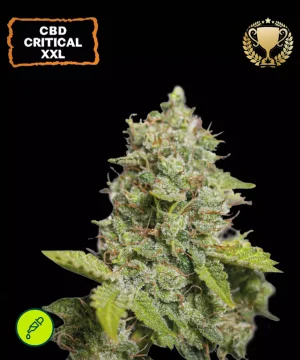 CBD Critical XXL Auto