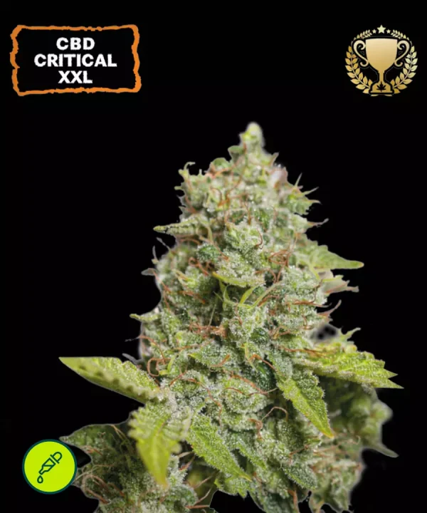 CBD Critical XXL Auto